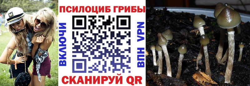 Псилоцибиновые грибы Psilocybe  Тында 